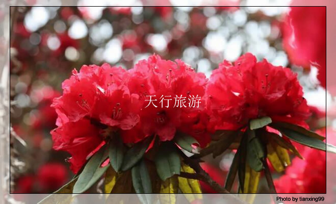 云南包車游攻略，內(nèi)含多條詳細路線推薦其三