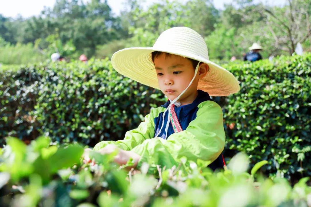 五一假期有安排了嗎？快來體驗采茶制茶品茶樂趣