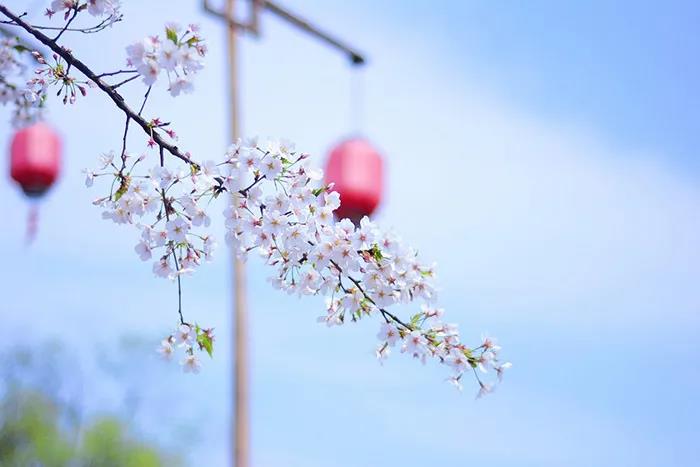 旅游景區(qū)如何良性循環(huán)應(yīng)對市場變化？
