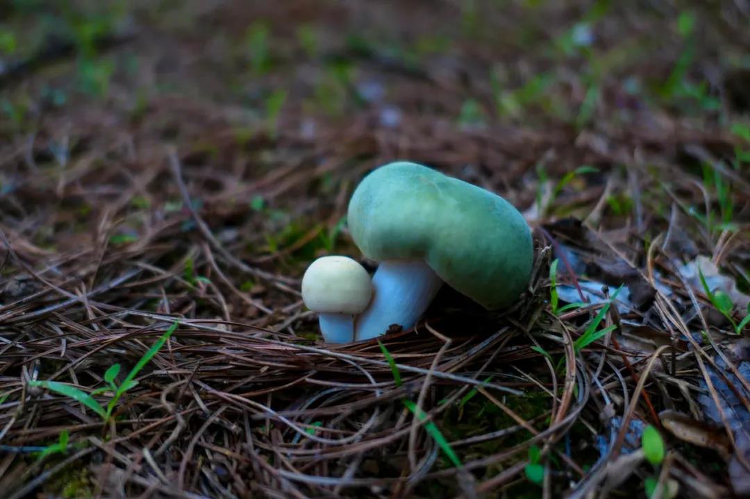 野生菌的N種吃法，沒有一朵jier能逃出云南人的餐桌