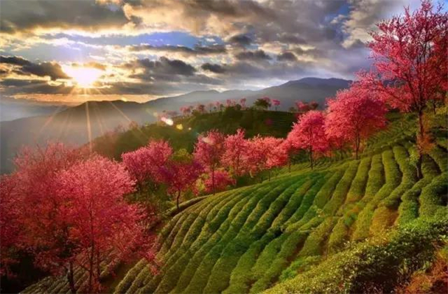 云南旅拍地推薦：云南無(wú)量山櫻花谷，春天到達(dá)最早的地方