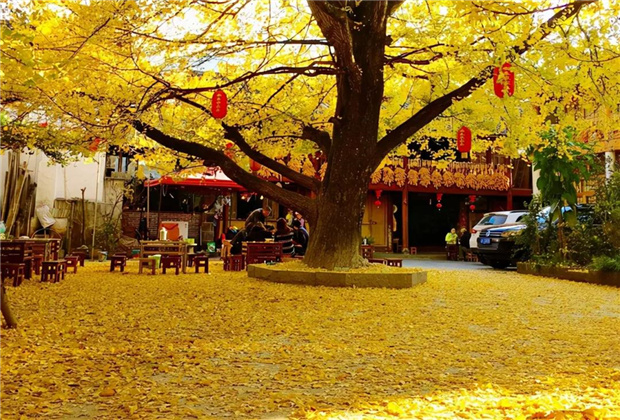云南傳媒公司：騰沖銀杏村：許你一個金色的童話世界??！