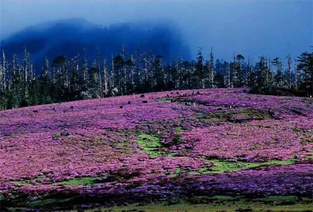 云南露營場地：香格里拉花開成海！錯過要等一年！