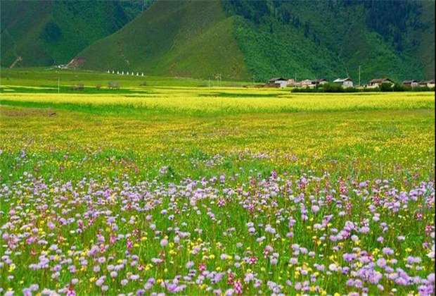 云南傳媒公司：納帕海大草原——一半是湖泊，一半是草原