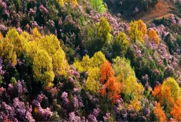 云南傳媒公司：轎子雪山即將迎來最盛花期，滿山杜鵑美哭了