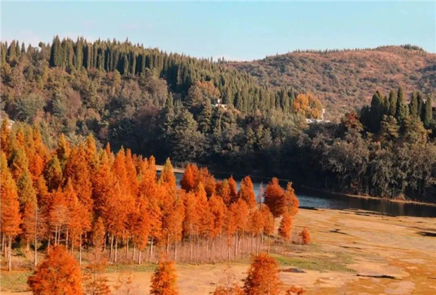 云南傳媒公司：水杉紅了，冬天的昆明美爆了！
