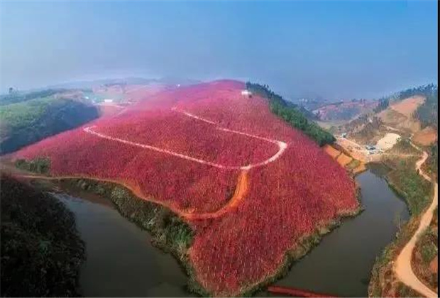云南傳媒公司：美爆了！3800畝櫻花開了，宜良山后櫻花谷等你來！